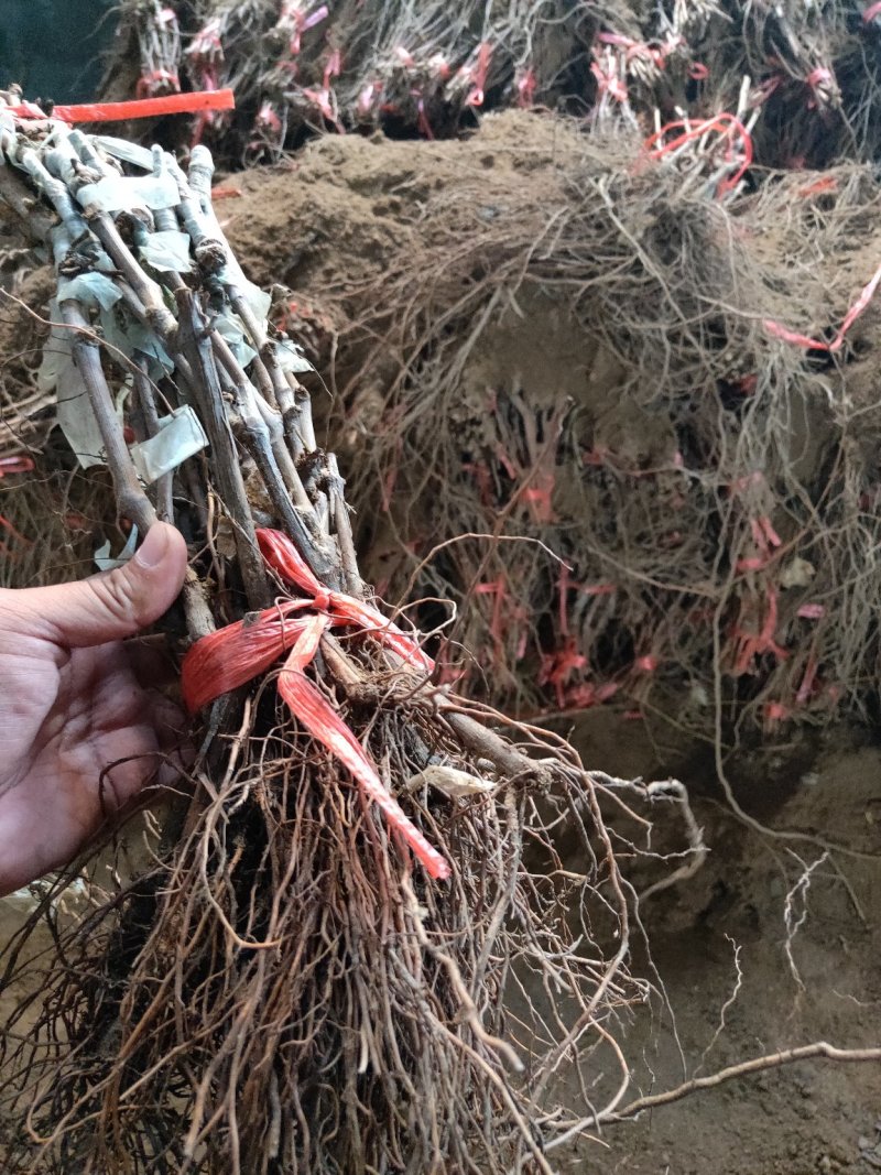 甜蜜蓝宝石葡萄苗浪漫红颜葡之梦基地