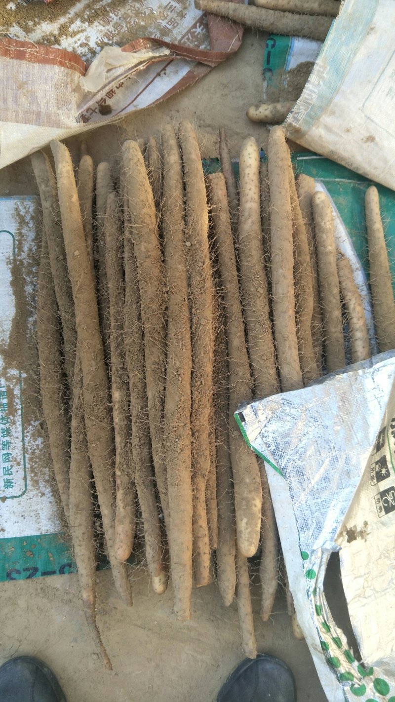 【纯沙地山药】河北棒山药小白嘴山药大量上市口感好代发