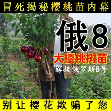 俄罗斯八号樱桃苗