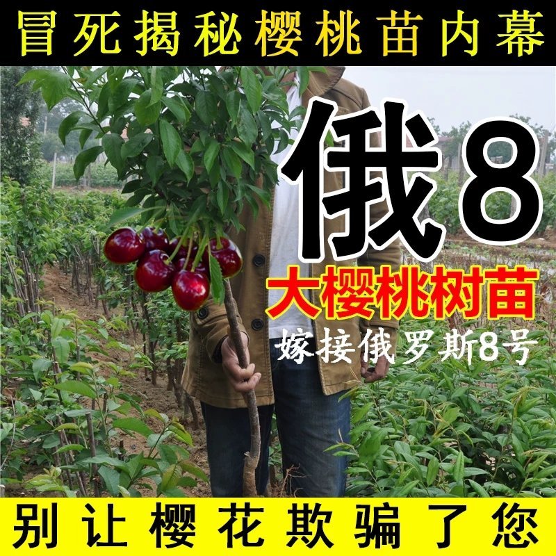 俄罗斯八号樱桃苗