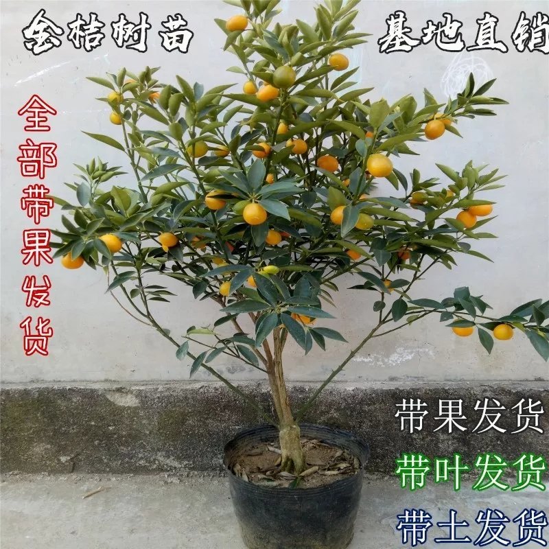 金桔苗