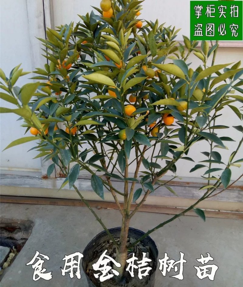 金桔苗
