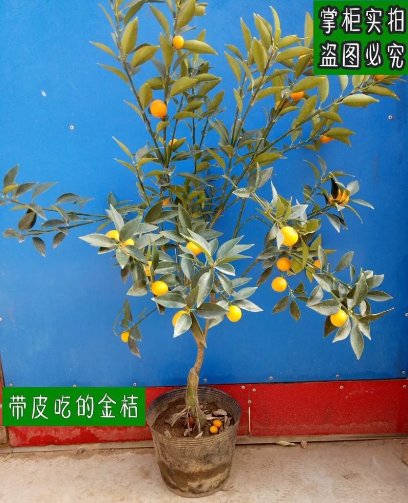 金桔苗