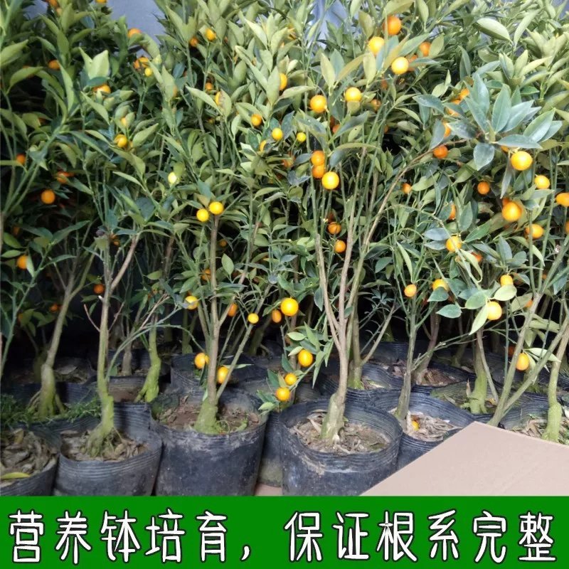 金桔苗