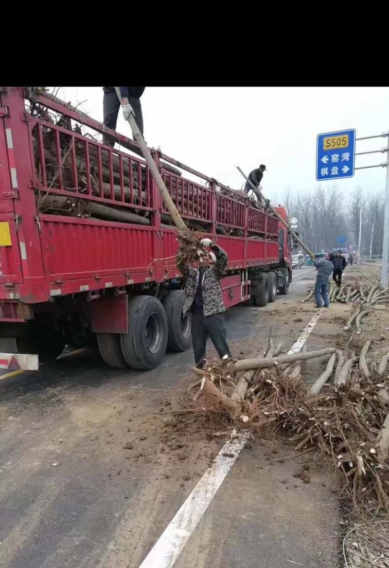 10万棵意杨低价出售