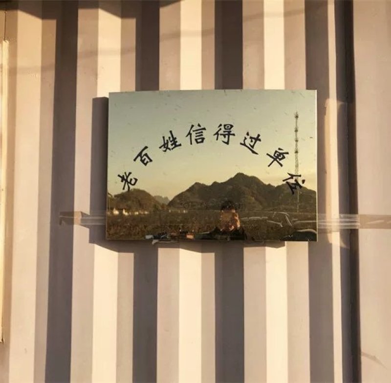 矮化樱桃苗