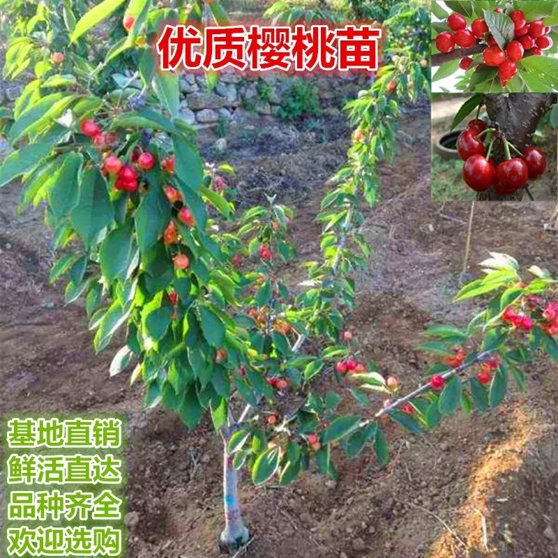 矮化樱桃苗