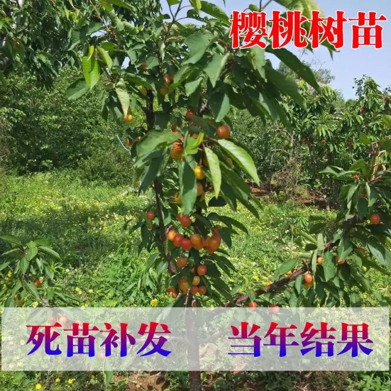 矮化樱桃苗
