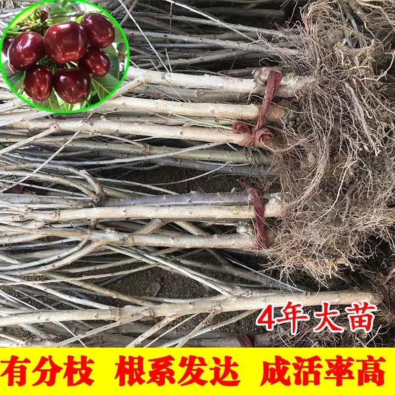 矮化樱桃苗