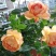 月季