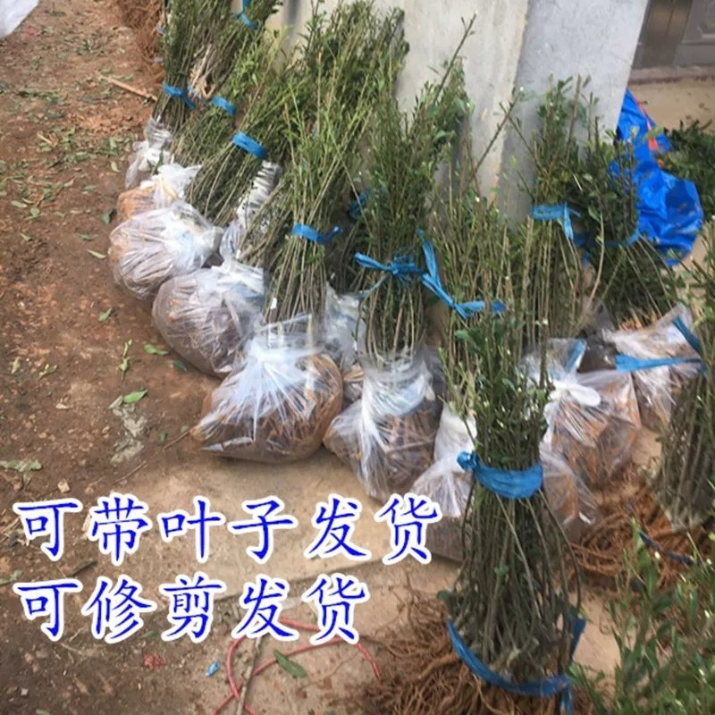杨梅苗
