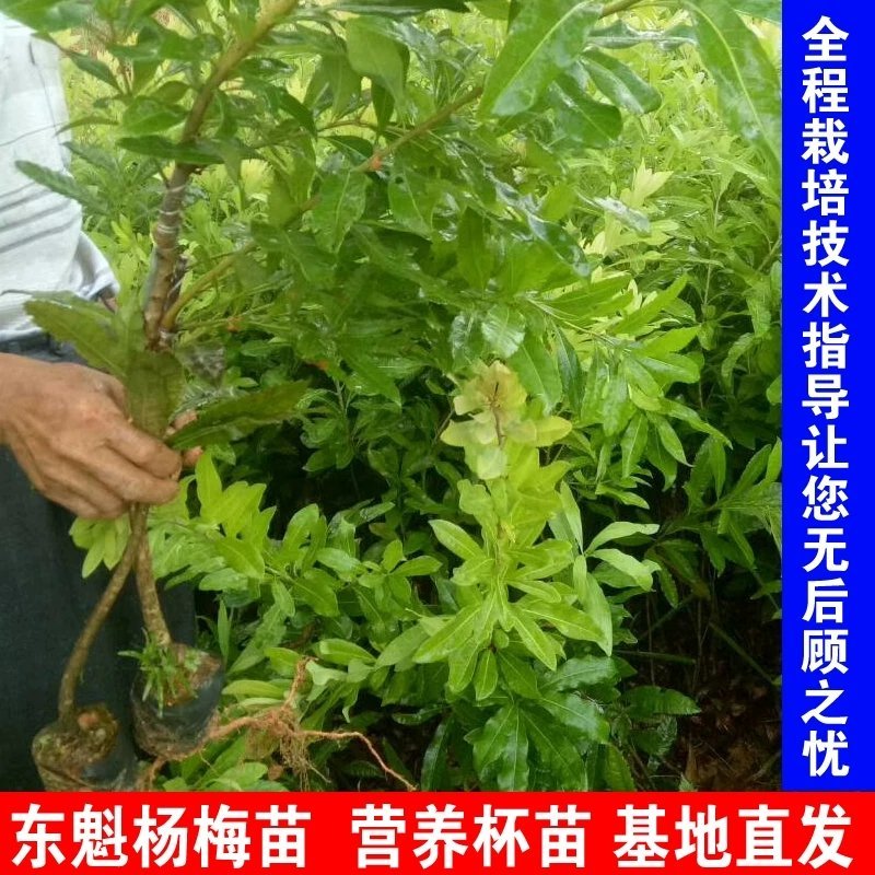 杨梅苗