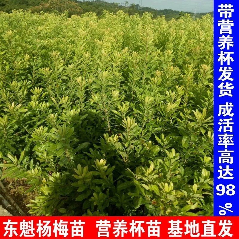 杨梅苗