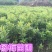 杨梅苗