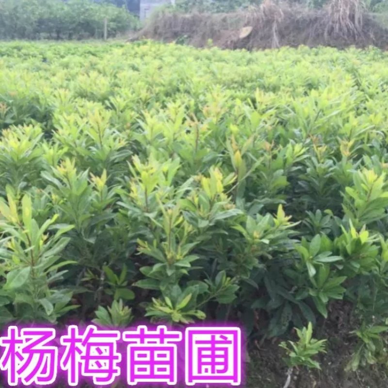 杨梅苗
