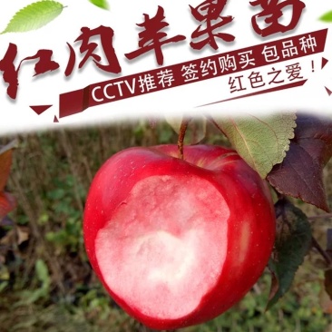 苹果苗