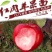 苹果苗
