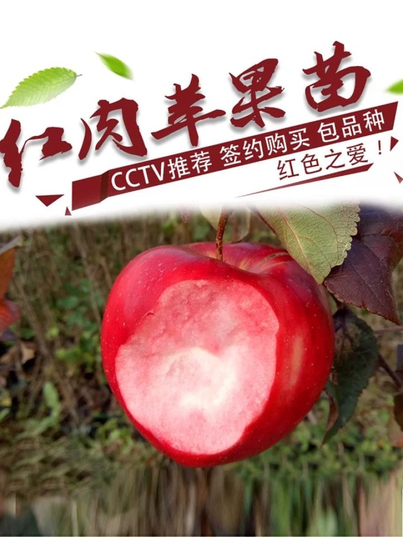 苹果苗
