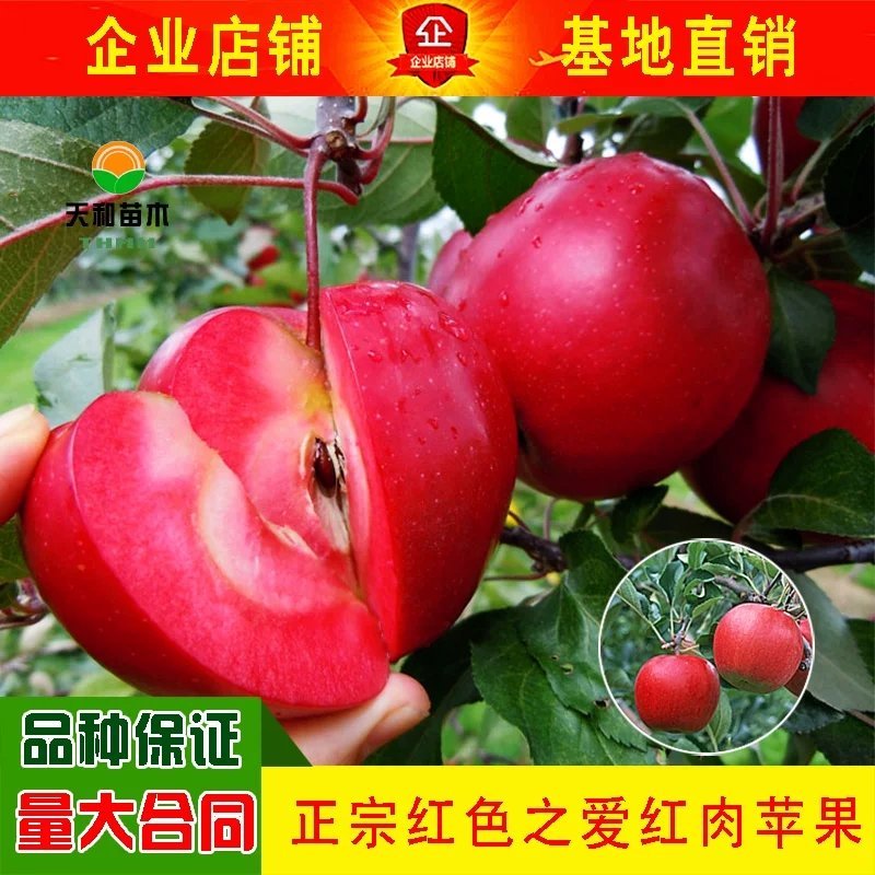 苹果苗