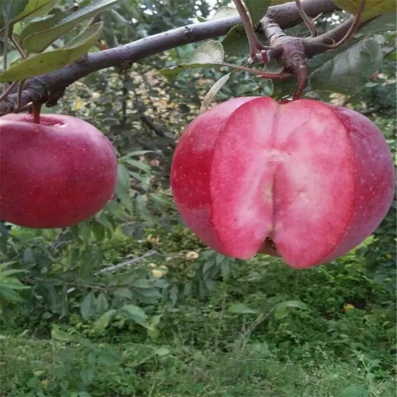 苹果苗