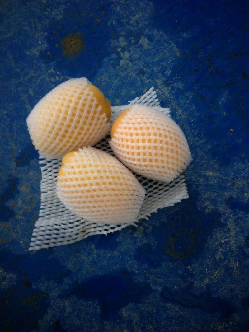 琵琶