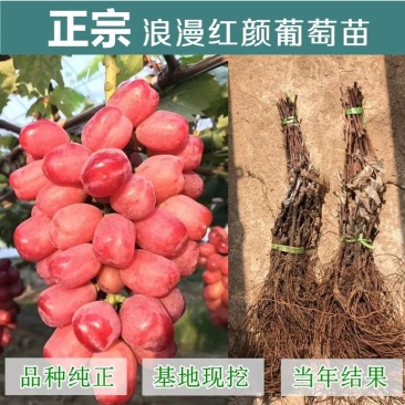 浪漫红颜葡萄苗
