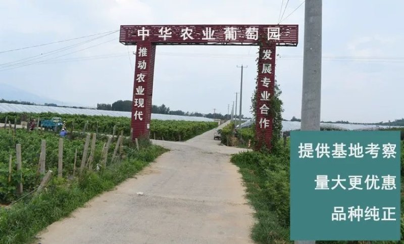 浪漫红颜葡萄苗