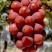 浪漫红颜葡萄苗