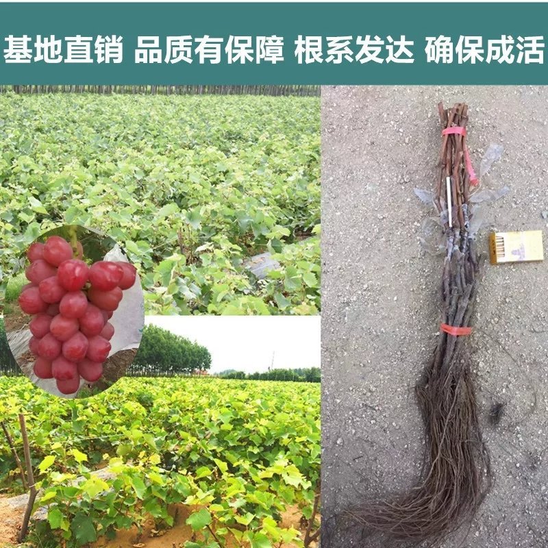 浪漫红颜葡萄苗