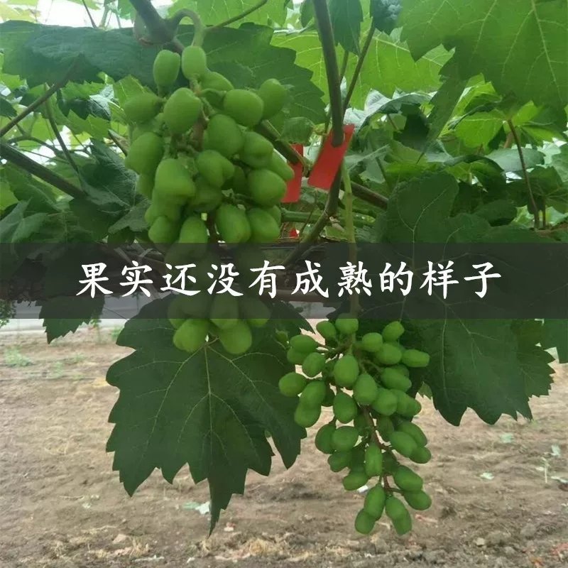 浪漫红颜葡萄苗