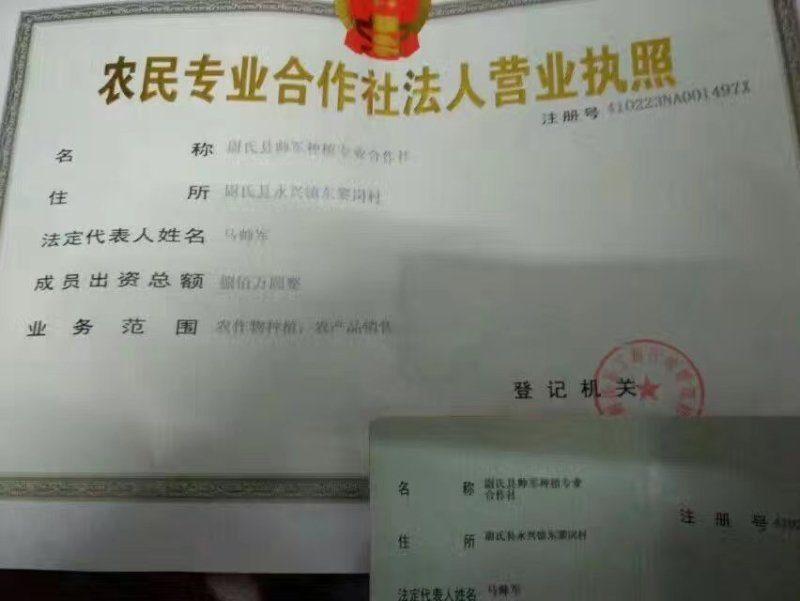 一手货源脱毒红薯苗【视频看货】产量高品质优