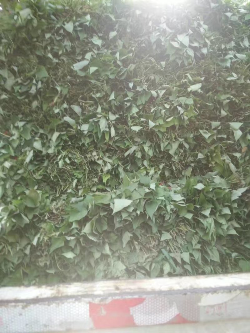 一手货源脱毒红薯苗【视频看货】产量高品质优