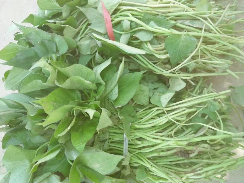 一手货源脱毒红薯苗【视频看货】产量高品质优