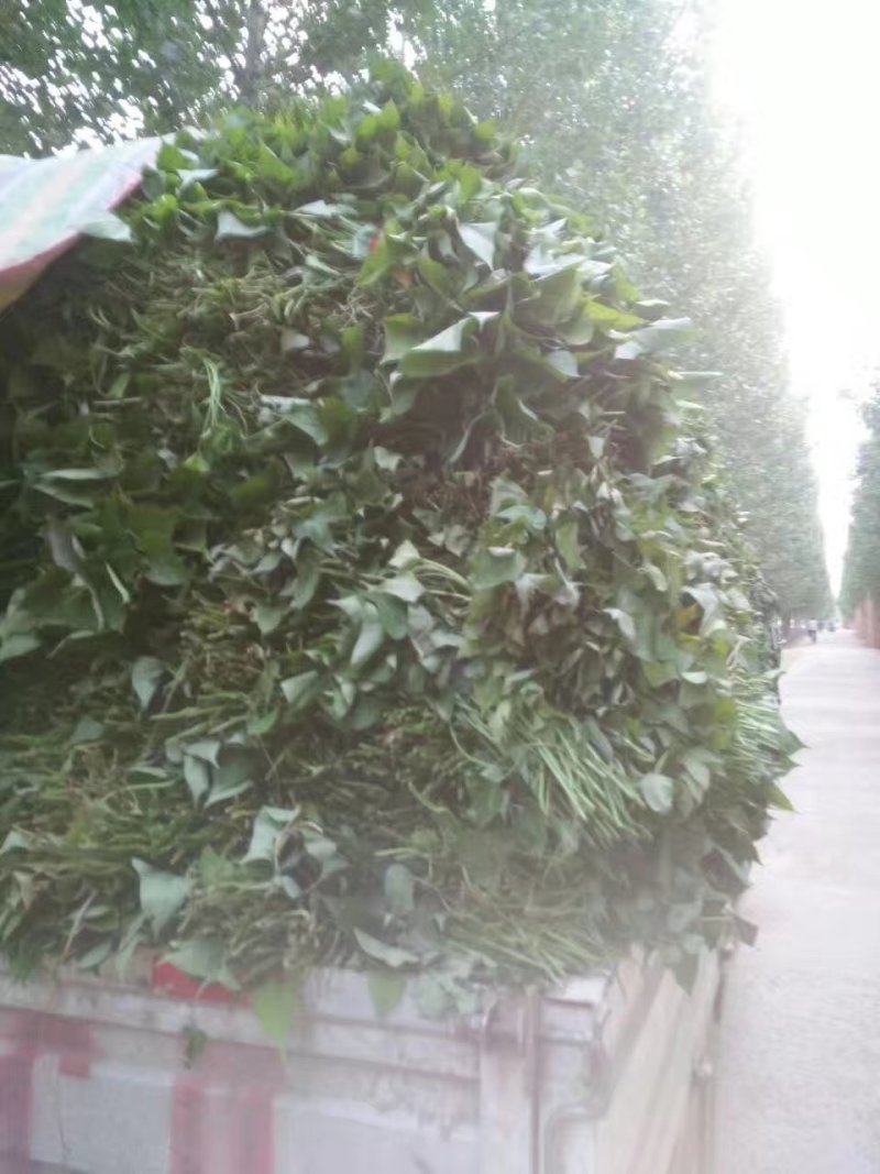 一手货源脱毒红薯苗【视频看货】产量高品质优