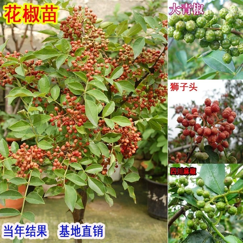 大红袍花椒苗