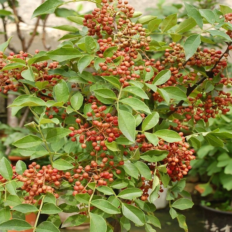 大红袍花椒苗