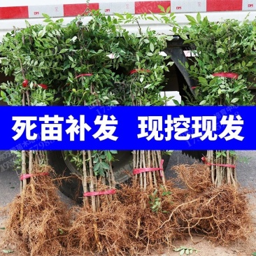 大红袍花椒苗