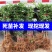 大红袍花椒苗