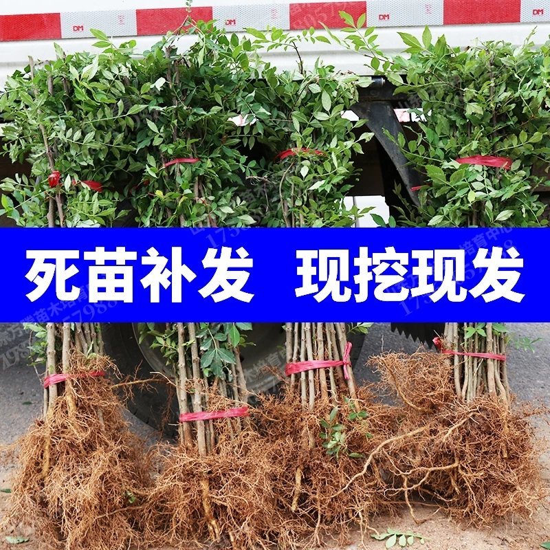 大红袍花椒苗