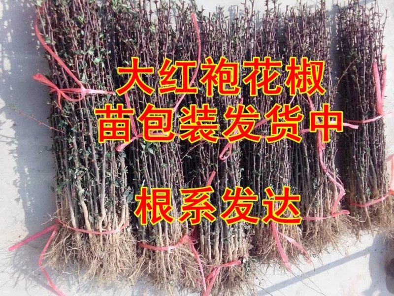 大红袍花椒苗