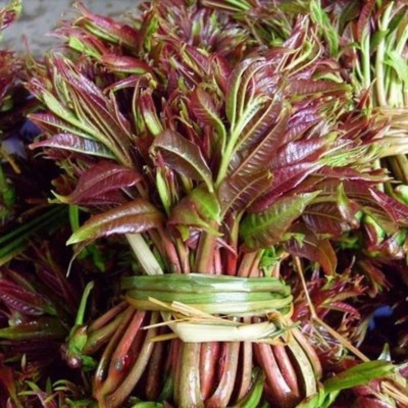 红油香椿苗