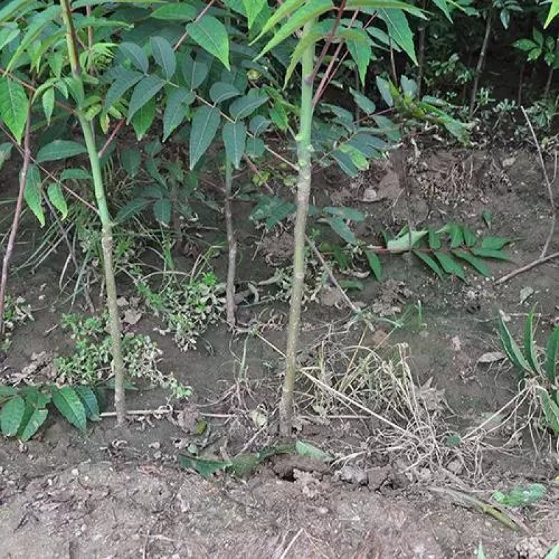 红油香椿苗