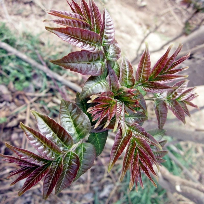 红油香椿苗