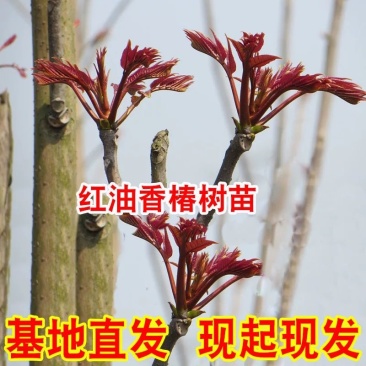 红油香椿苗