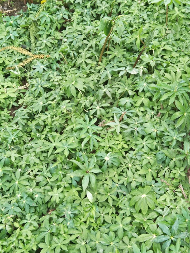 重楼苗快要出了，需要的朋友们请联系