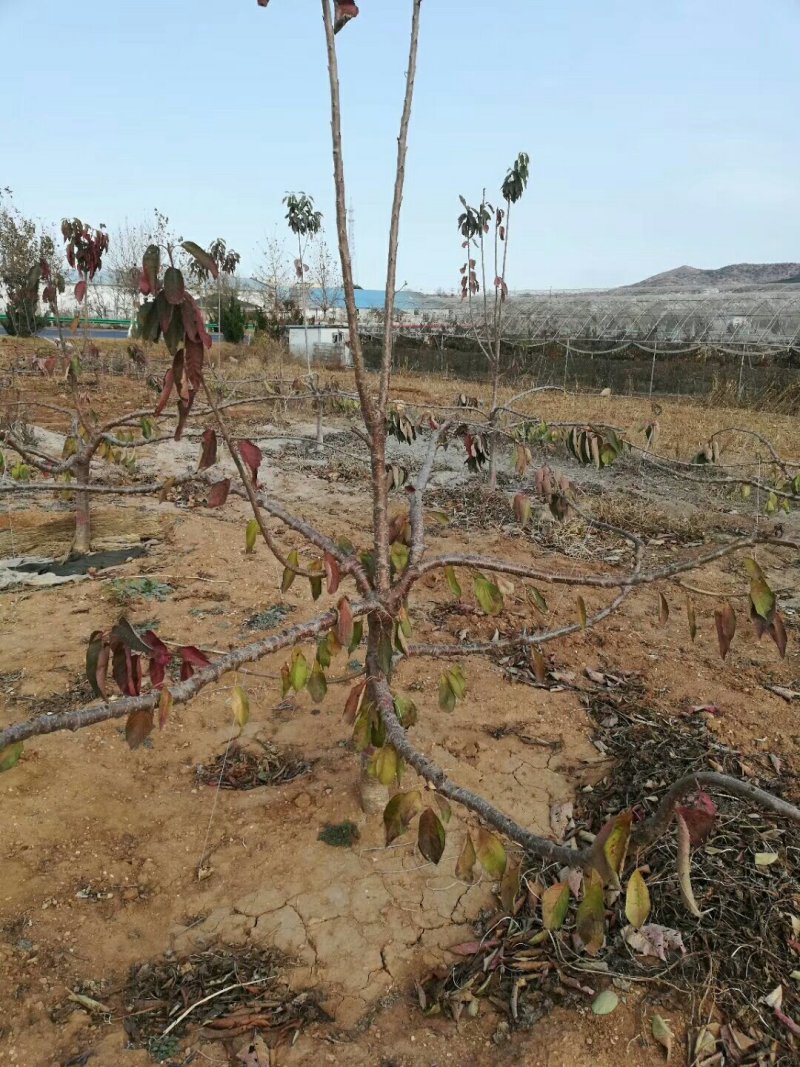 吉塞拉矮化美早大樱桃苗布鲁克斯樱桃树苗弗里斯科樱桃