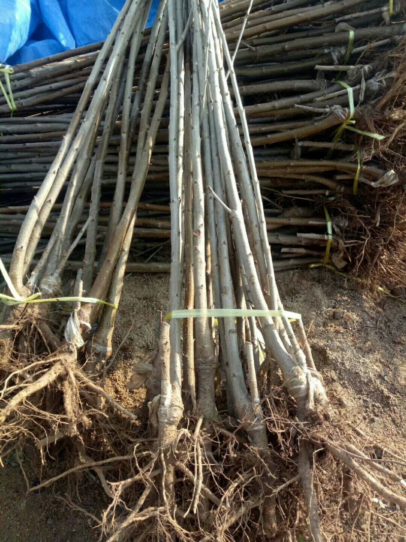吉塞拉矮化美早大樱桃苗布鲁克斯樱桃树苗弗里斯科樱桃
