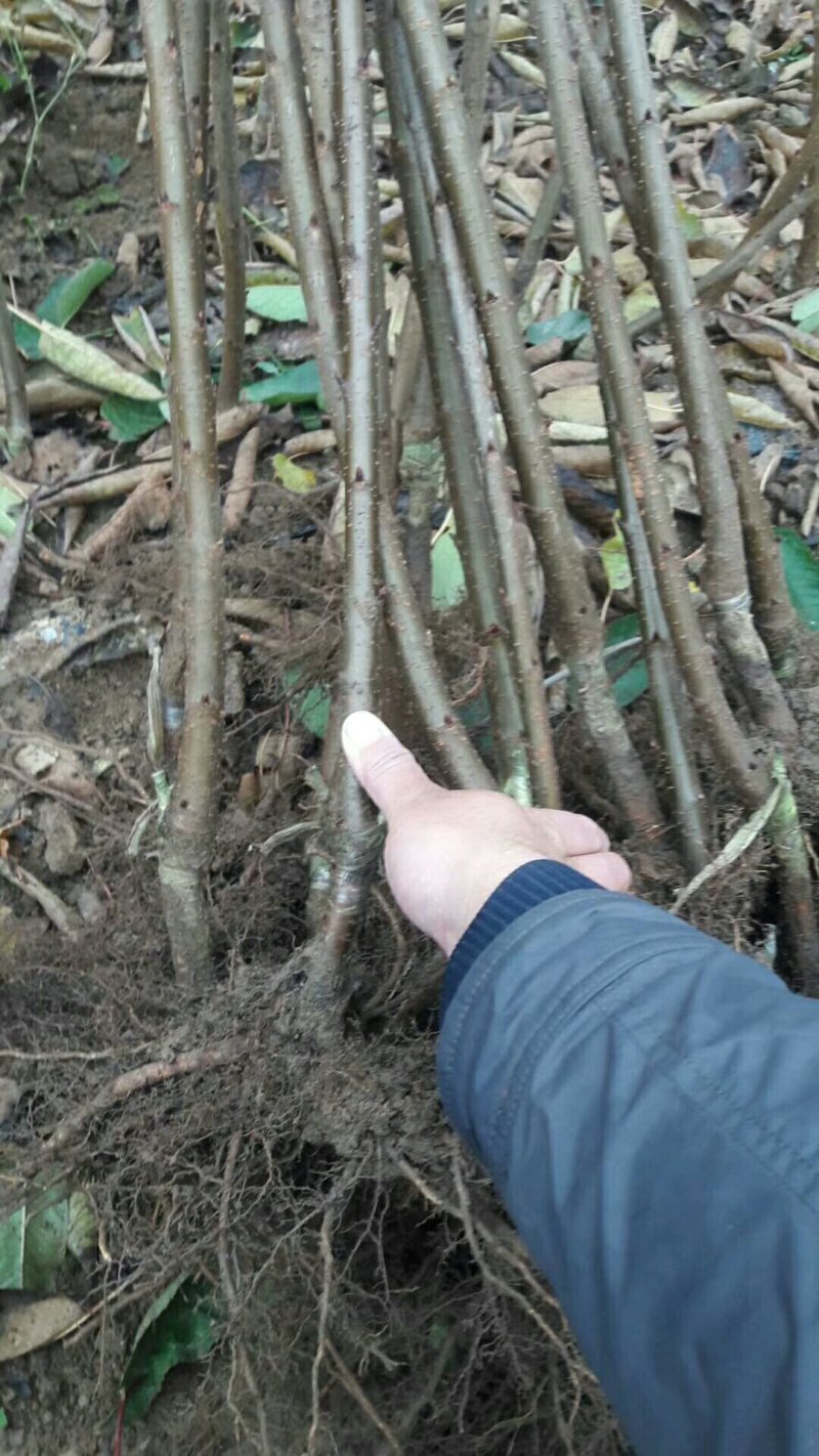 吉塞拉矮化美早大樱桃苗布鲁克斯樱桃树苗弗里斯科樱桃