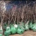 枣树苗品种沾化冬枣枣树苗育苗基地龙枣枣苗批发