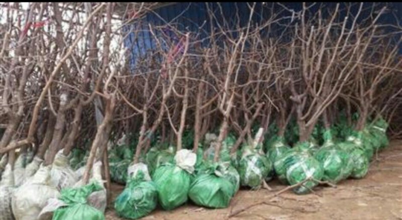 枣树苗品种沾化冬枣枣树苗育苗基地龙枣枣苗批发